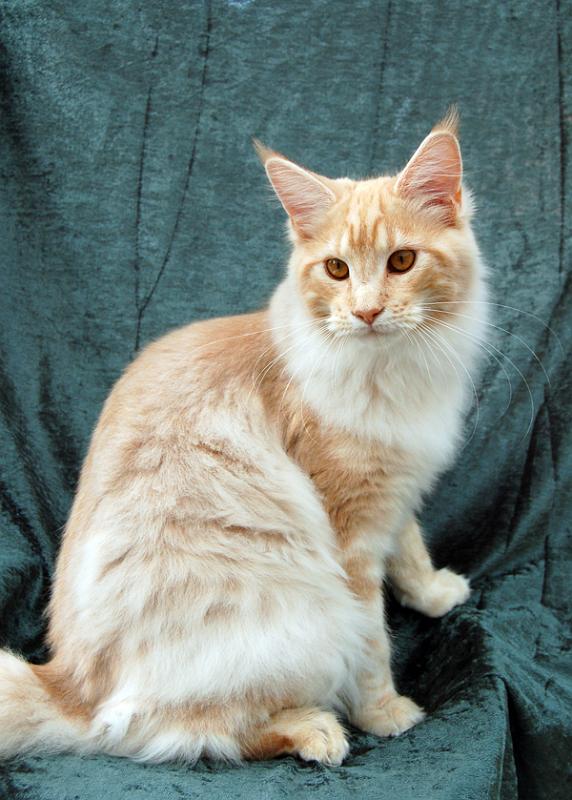 080820_elvis_6m_16.jpg - S*Ruffle's Elevation, 6 months old - just before moving to his new home