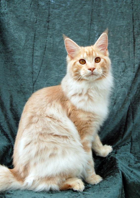 080820_elvis_6m_17.jpg - S*Ruffle's Elevation, 6 months old - just before moving to his new home