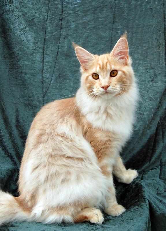 080820_elvis_6m_18.jpg - S*Ruffle's Elevation, 6 months old - just before moving to his new home