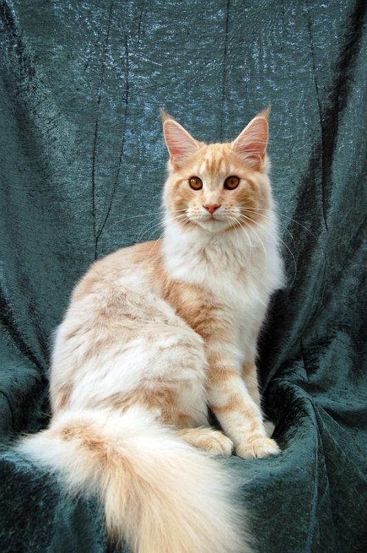 080820_elvis_6m_24.jpg - S*Ruffle's Elevation, 6 months old - just before moving to his new home