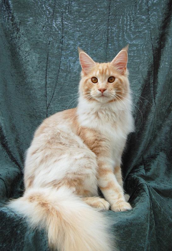 080820_elvis_6m_25.jpg - S*Ruffle's Elevation, 6 months old - just before moving to his new home