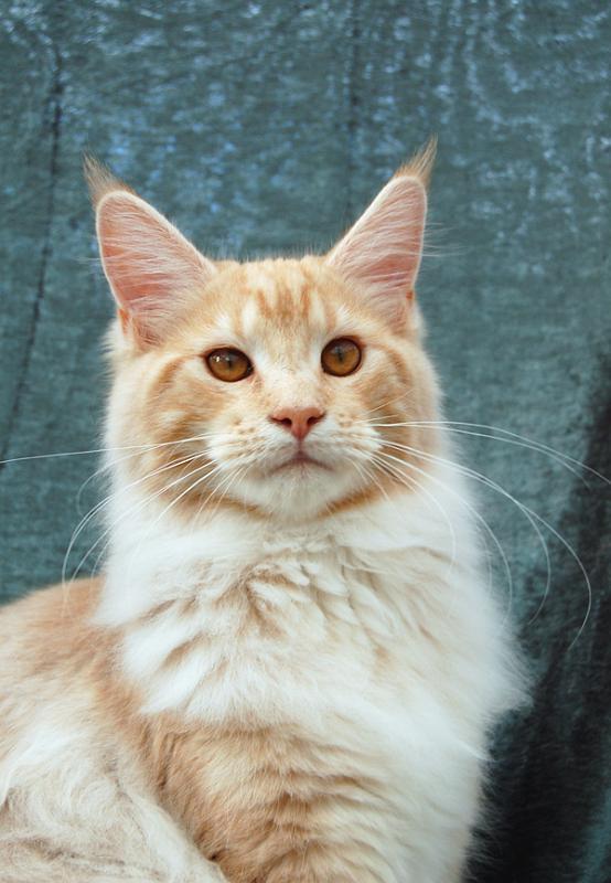 080820_elvis_6m_26.jpg - S*Ruffle's Elevation, 6 months old - just before moving to his new home