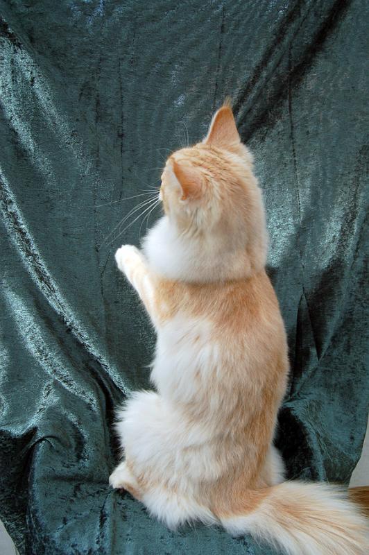 080820_elvis_6m_49.jpg - S*Ruffle's Elevation, 6 months old - just before moving to his new home