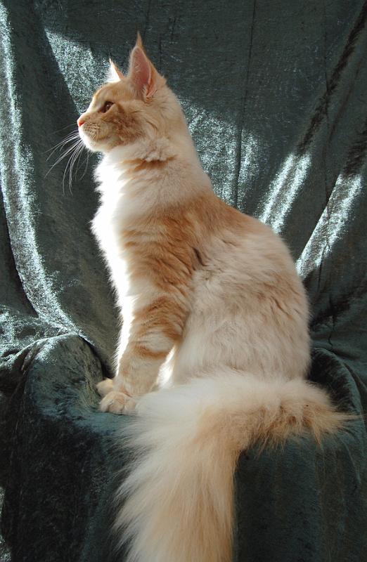 080820_elvis_6m_61.jpg - S*Ruffle's Elevation, 6 months old - just before moving to his new home