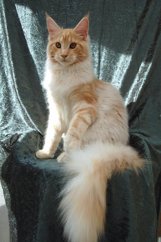 080820_elvis_6m_65.jpg - S*Ruffle's Elevation, 6 months old - just before moving to his new home