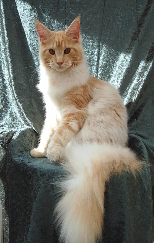080820_elvis_6m_67.jpg - S*Ruffle's Elevation, 6 months old - just before moving to his new home