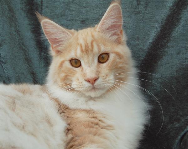 080820_elvis_6m_7.jpg - S*Ruffle's Elevation, 6 months old - just before moving to his new home