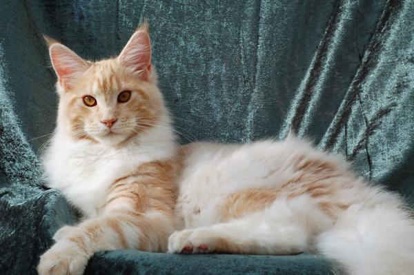 080820_elvis_6m_88.jpg - S*Ruffle's Elevation, 6 months old - just before moving to his new home