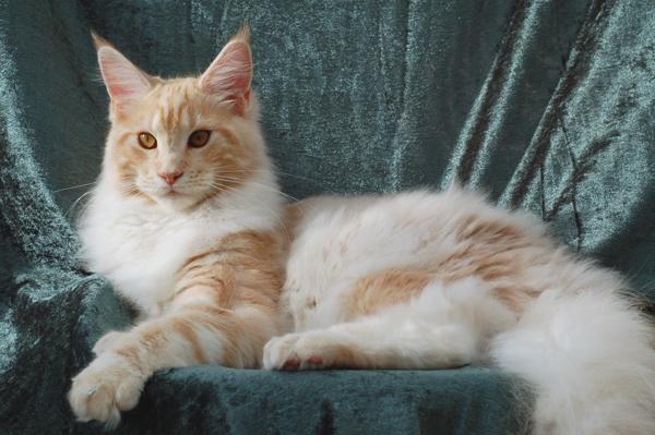 080820_elvis_6m_89.jpg - S*Ruffle's Elevation, 6 months old - just before moving to his new home