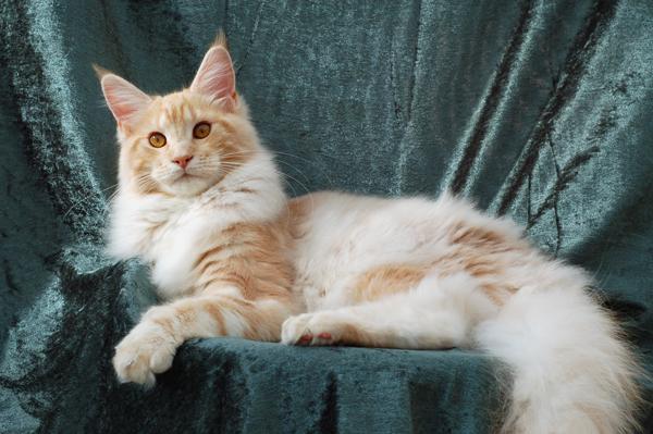 080820_elvis_6m_90.jpg - S*Ruffle's Elevation, 6 months old - just before moving to his new home