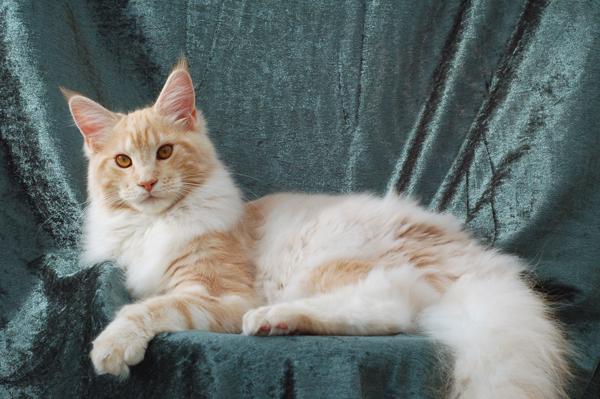 080820_elvis_6m_94.jpg - S*Ruffle's Elevation, 6 months old - just before moving to his new home