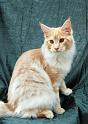 080820_elvis_6m_16