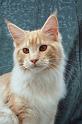 080820_elvis_6m_30