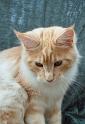 080820_elvis_6m_32