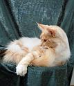 080820_elvis_6m_45