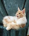 080820_elvis_6m_46