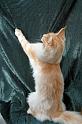 080820_elvis_6m_47