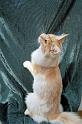 080820_elvis_6m_48