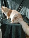 080820_elvis_6m_54