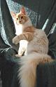 080820_elvis_6m_59