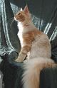 080820_elvis_6m_62