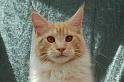 080820_elvis_6m_70